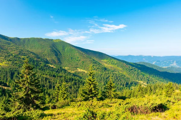 Paysages Montagne Matin Des Conifères Sur Une Colline Boisée Avec — Photo