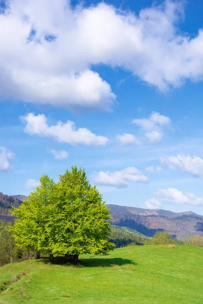 Bukowe Drzewo Trawiastej Łące Wiosną Wspaniałe Górskie Krajobrazy Słoneczny Ale — Zdjęcie stockowe