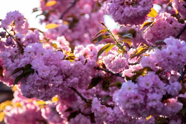 Pink Cherry Blossom Background Backlit Sunlight Beautiful Nature Scenery Springtime — 스톡 사진