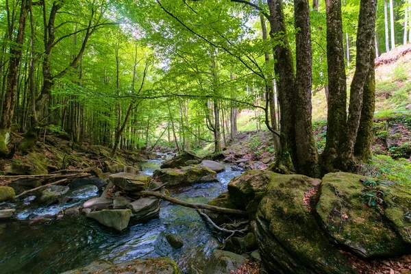 Струмок Води Буковому Лісі Приголомшливі Природні Пейзажі Навесні Дерева Свіжому — стокове фото