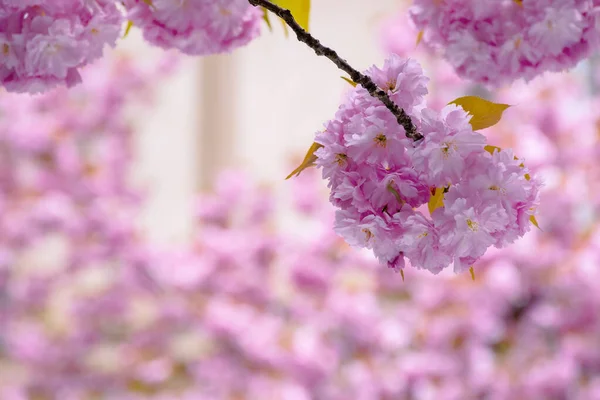 Fondo Del Árbol Sakura Floreciente Hermosas Flores Rosadas Las Ramas — Foto de Stock