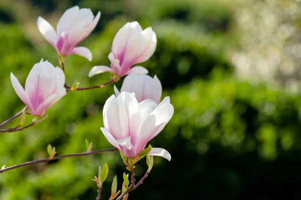 Μανόλια Ανθίζει Κοντά Ένα Κλαδί Όμορφο Ανθισμένο Φόντο Στον Κήπο — Φωτογραφία Αρχείου