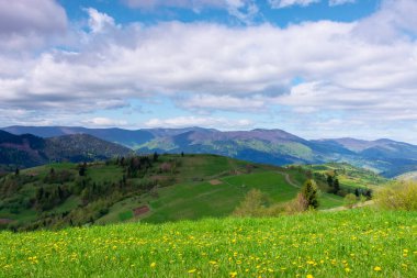 rolling hills and grassy meadows of mountainous countryside. beautiful rural landscape in springtime. sunny weather with clouds on the sky. ridge in the distance