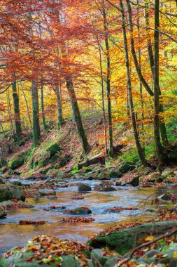 Sonbaharda orman nehri. Güneşli bir günde ağaçlar ve yosunlu kayalar arasında hızlı su akar. Sonbahar renklerinde yapraklar. Güzel doğa manzarası