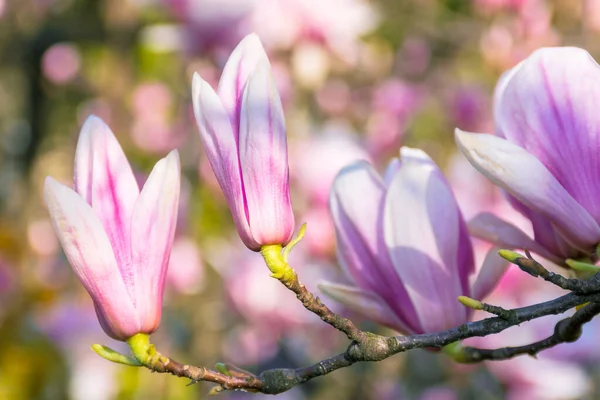 Blüte Der Magnolie Schöne Rosa Blüten Den Zweigen Sonnenlicht Wunderbarer — Stockfoto
