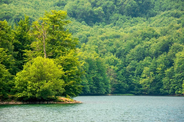 夏は森の中の美しいビオラート湖素晴らしいスロヴァキアの山の風景 — ストック写真