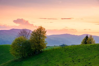 Gün batımında dağlarda kırsal alan. Yuvarlanan tepelerde tarlaları ve ağaçları olan Karpatya kırsalının muhteşem manzarası. Gökyüzünde parlayan mor bulutlar. İlkbaharda sakin hava
