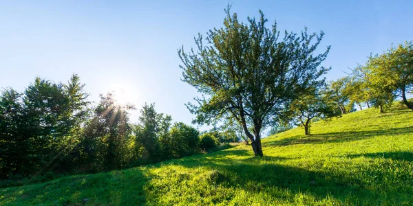 Apple Orchard Hill Evening Light Wonderful Agricultural Countryside Scenery Summer — Stock Photo, Image