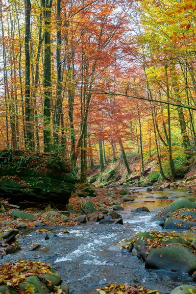 Forest River Autumn Rapid Water Flow Trees Mossy Rocks Sunny — Stock Photo, Image