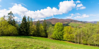İlkbaharda panoramik manzara. Çayırda bir sıra ağaç. Mavi bir gökyüzünün altında, kabarık bulutlu bir dağ sırtı. Sıcak güneşli hava