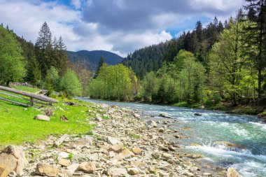 İlkbaharda ormanın içindeki dağ nehri. Ağaçlar, çimenler ve sahildeki keş. Güzel doğa manzarası. Harika güneşli hava ve muhteşem gökyüzü