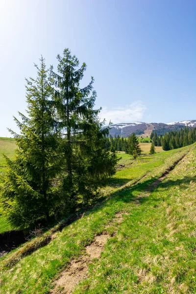 Údolí Pohoří Borzhava Jaře Malý Potok Mezi Smrky Zelené Travnaté — Stock fotografie