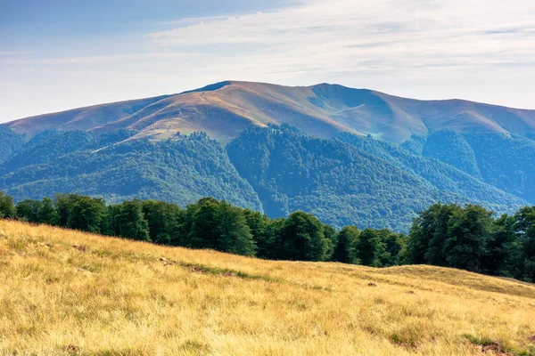 Paisaje Montañoso Los Cárpatos Verano Hierba Envejecida Prado Bosque Hayas — Foto de Stock