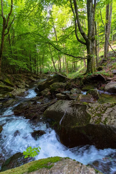 Wasserlauf Buchenwald Wunderbare Naturkulisse Frühling Bäume Frischem Grün Moosige Felsen — Stockfoto