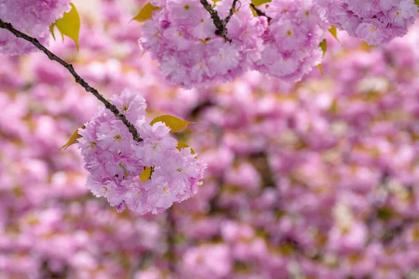 桜の木の背景を開花 春に枝にピンク色の素敵な花を咲かせ — ストック写真