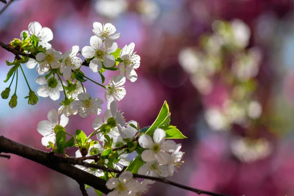Eflatun Bir Arka Planda Beyaz Elma Çiçeği Lkbaharda Dallarda Taze — Stok fotoğraf