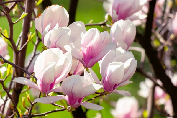 Magnolienblüten Großaufnahme Einem Zweig Schöne Blühende Garten Hintergrund Frühling — Stockfoto