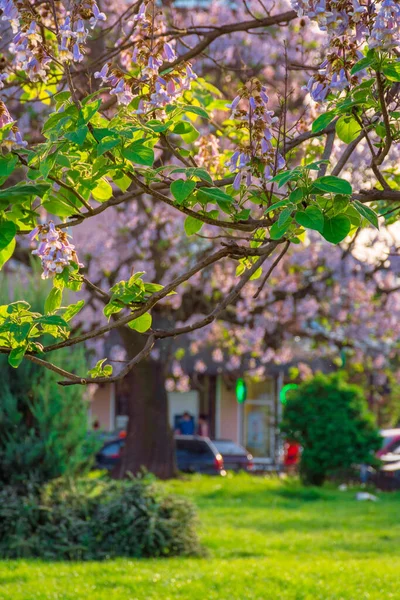 Uzhhorod Ukraine May 2018 Paulownia Tomentosa Tree Blossom Close Located — Stock fotografie