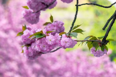 Dala yakın pembe kiraz çiçeği. Japon sakura sezonunun beatti. harika doğa geçmişi
