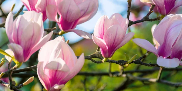 Flor Árbol Magnolia Hermosas Flores Rosadas Las Ramas Luz Del —  Fotos de Stock