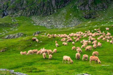 Yeşil çayırda koyun sürüsü. Romanya 'nın dağlarında yaz manzarası. bulutlu hava