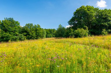 Yazın yabani otlarla dolu çimenli bir çayır. Ormanın etrafındaki ilkel kayın ormanları. Mavi gökyüzünde bulutlar olan güneşli bir yaz havası.