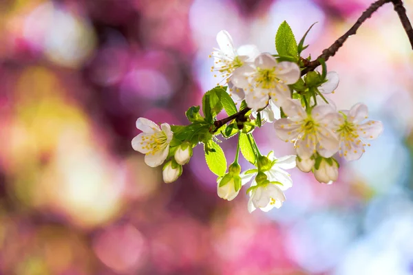 Tiny White Apple Flowers Sunny Day Beautiful Nature Scenery Pink — Stock Photo, Image