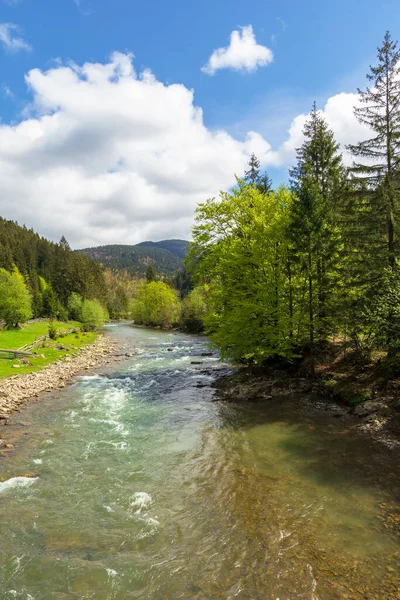 Lkbaharda Ormanın Içindeki Dağ Nehri Ağaçlar Çimenler Sahildeki Keş Güzel — Stok fotoğraf