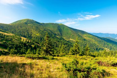 Sabahları dağ manzarası. Orman yamacında çimenli yamaçları olan kozalaklı ağaçlar. Bulutsuz gökyüzü ile güzel güneşli bir hava. Yazın sonlarında Karpatların Çernogora sırtı manzarası