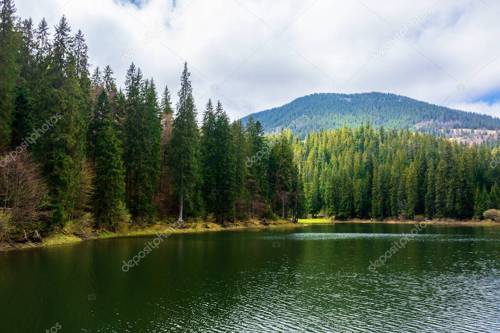 alpine mountain lake among the forest. beautiful sunny weather with fluffy clouds on the blue sky. springtime scenery in dappled light. body of water in Synevyr national park, ukraine