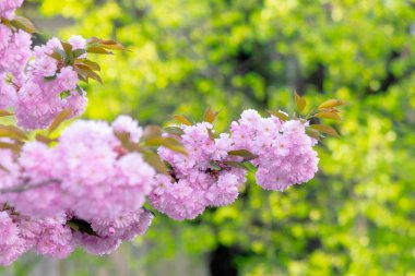 Güneş ışığının altında sakura dalı. İlkbaharda kiraz çiçeğinin güzel arka planı