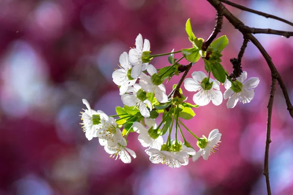Tiny White Apple Flowers Sunny Day Beautiful Nature Scenery Pink — Stock Photo, Image