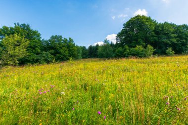 Yazın yabani otlarla dolu çimenli bir çayır. Ormanın etrafındaki ilkel kayın ormanları. Mavi gökyüzünde bulutlar olan güneşli bir yaz havası.
