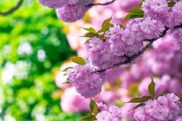 Růžový Květ Třešně Zblízka Větvi Beaty Japonské Sakura Sezóny Nádherné — Stock fotografie