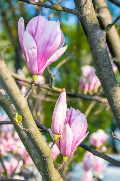 Blomma Magnoliaträd Vackra Rosa Blommor Grenarna Solljus Underbar Vår Natur — Stockfoto