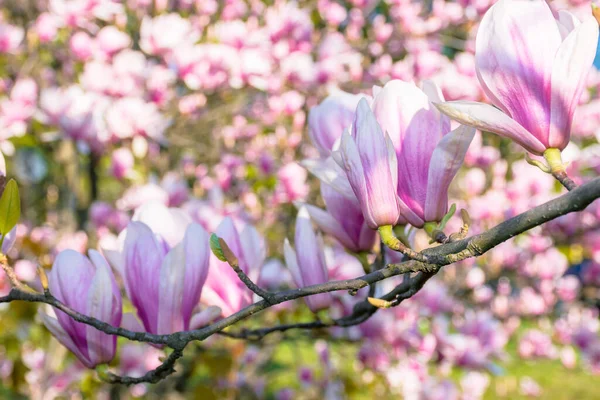 Blüte Der Magnolie Schöne Rosa Blüten Den Zweigen Sonnenlicht Wunderbarer — Stockfoto