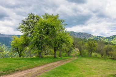 Dağlardaki terk edilmiş meyve bahçesinin içinden geçen yol. Bulutlu bir ilkbahar gününde çiçek açan elma ağaçları