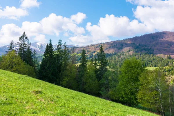 春天美丽的风景 草地上的一排树 蓝天下的山岭 远处是蓬松的云彩 温暖而晴朗的天气 — 图库照片