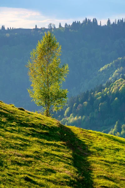 Arbre Sur Colline Dans Lumière Soir Herbe Verte Sur Pente — Photo