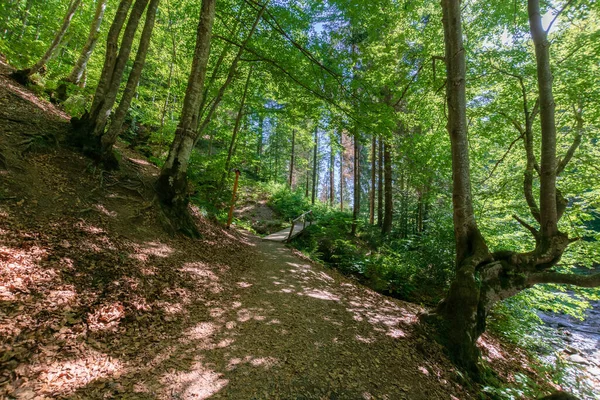 Lesní Stezka Svahu Kopce Krásná Přírodní Scenérie Buky Slunečného Dne — Stock fotografie
