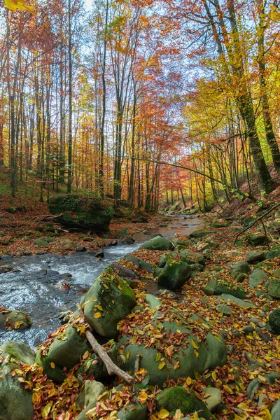 Rio Floresta Outono Rápido Fluxo Água Entre Árvores Rochas Musgosas — Fotografia de Stock