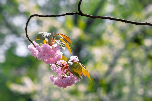 Růžový Květ Třešně Zblízka Větvi Beaty Japonské Sakura Sezóny Nádherné — Stock fotografie