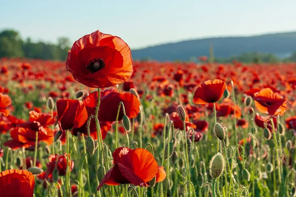 Red Poppy Field Sunset Clouds Blue Sky Sunny Weather — Stock Photo, Image