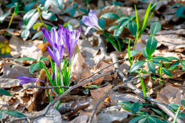 Ormanda yabani safran çiçekleri. Bahar mevsiminde güneşli harika bir gün.