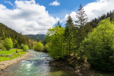 İlkbaharda ormanın içindeki dağ nehri. Ağaçlar, çimenler ve sahildeki keş. Güzel doğa manzarası. Harika güneşli hava ve muhteşem gökyüzü