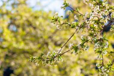Beyaz çiçekli elma dalı. Baharda güneşli bir günde güzel yeşil bir arka plan. Bulanık arkaplan