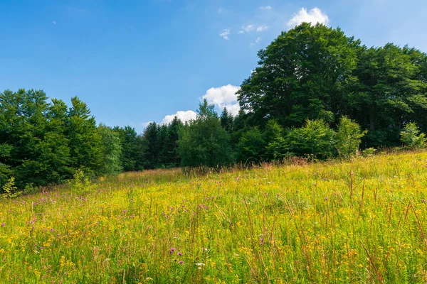 Grassy Meadow Wild Herbs Summer Primeval Beech Forest Glade Sunny — Stock Photo, Image