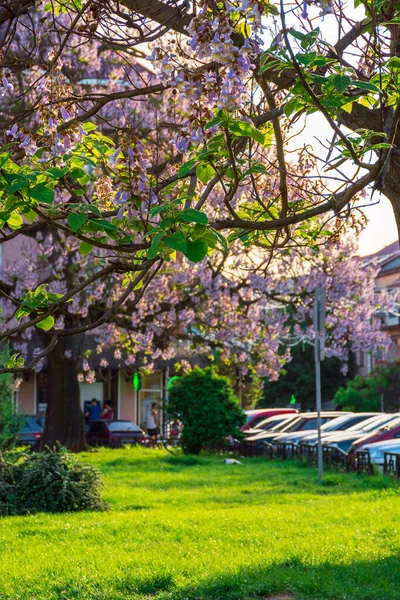 Uzhhorod Ukraine May 2018 Paulownia Tomentosa Tree Blossom Close Located — Stock Photo, Image