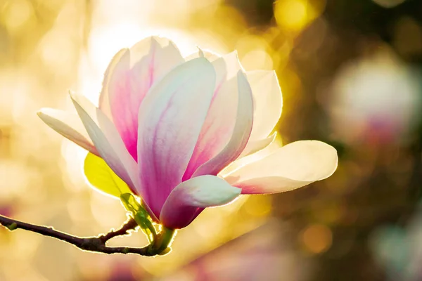 Magnolia Napfényben Gyönyörű Tavaszi Háttér — Stock Fotó