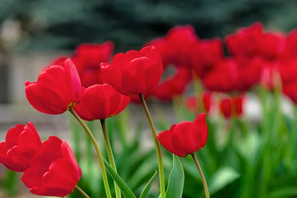 Een Stel Rode Tulpen Die Bloeien Tuin Mooie Natuur Achtergrond — Stockfoto